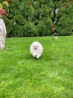 Pomeranian s PP - 5