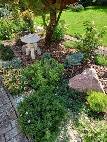 Realizácie záhrad,rez ovocných stromov a drevín - 5