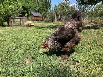 Predam domace vajicka- momentalne nemame - 5