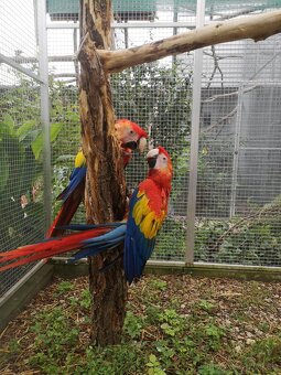 ARA arakanga macao - 5