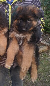 Nemecký ovčiak - 5