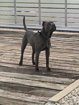 Bandog - 5