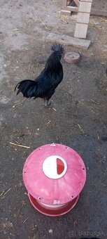 Ayam cemani - 5
