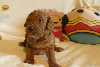 Mini goldendoodle - 5