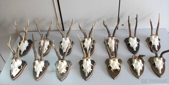 Predám 14ks srnčie trofeje-dovoz Rakúsko. - 5