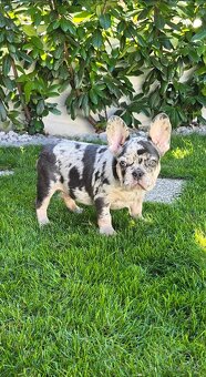 Francúzsky buldoček - 5