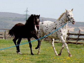 appaloosa žrebček - 5