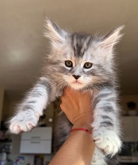 ❣️Mainská Mývalia ❣️mačiatka s PP Maine Coon - 5