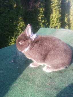 Zakrslý bielopesíkatý havanovitý - 5