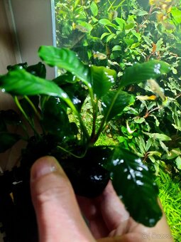 Predam akvarijne rastliny - 5