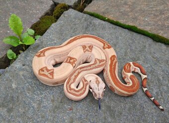 Boa imperator - Normal a Hypo 66% het Sterling VPI - 5