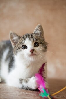 ❤ Lesana - nebojácna a vždy veselá slečna - 5