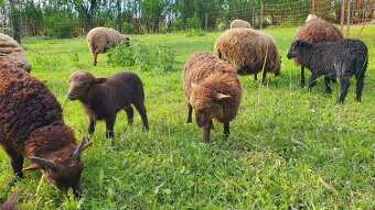 Mini ovečky Ouessant - 5