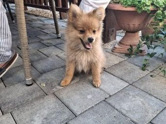 Pomeranian spic - 5