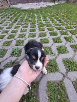 Border kólia- šteniatka - 5