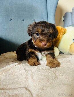 Yorkshire Terrier - 5