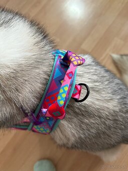 Postroj pre psa na mieru - 5