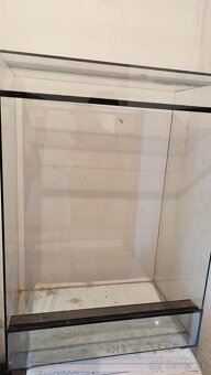 Chameleon jemensky – par - 5