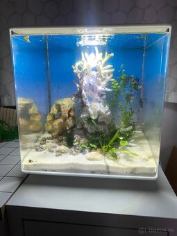 Pseudo-morské akvárium - 5