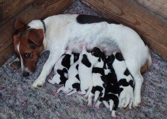 Jack Russell Teriér šteniatka - 5
