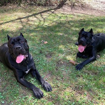 Pes na krytie Cane Corso 3 ročný - 5