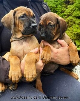 Tosa inu - krásná štěňátka s PP - 5