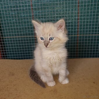Ponukam maciatko ragdoll - 5