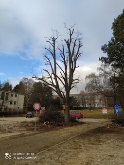 Rizikové pílenie stromov - 5