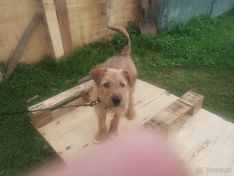 Darujem šteniatko - 5