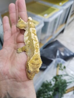 Pagekon riasnaty - 5
