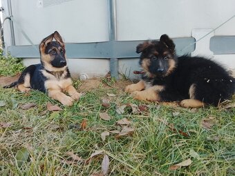 Nemecký ovčiak - 5