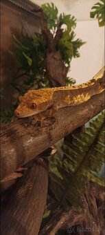 Pagekon riasnatý - 5