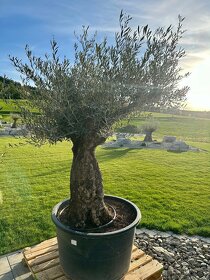 Olivovník európsky (Olea europaea) - 5