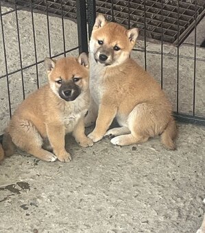 Shiba inu - 5