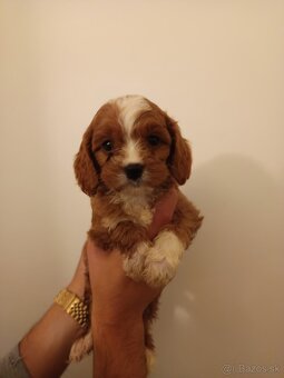 Cavapoo - 5