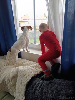 Beagel x Jack Russel teriér - 5