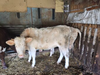 Predám jalovice - 5