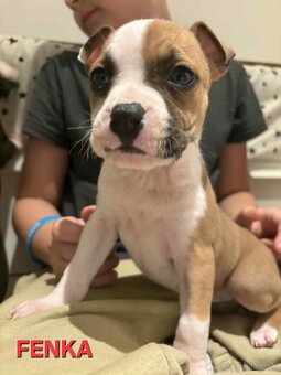 Predam amstaff/stafford - 5