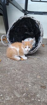 🎄 KOCÚRIK POD STROMČEK - 5