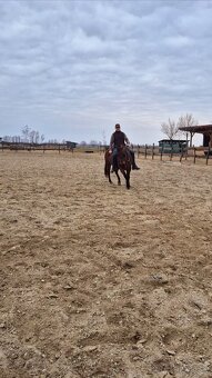Quarter horse - 5
