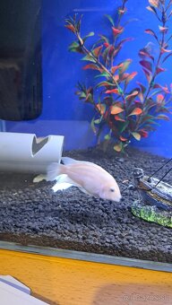 Americke cichlidy Amphilophus Citrinellus a skalare zlaté - 5