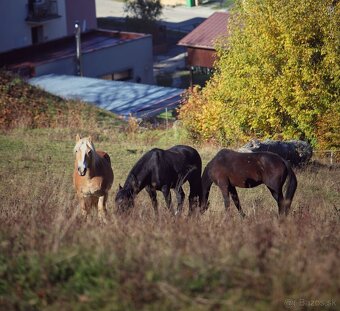 Pastvinové ustajnenie - 5