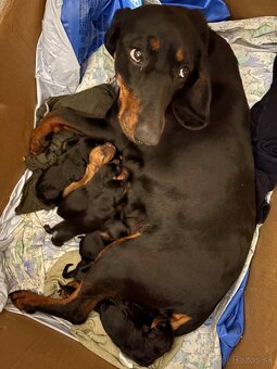 Tatranský durič x Slovenský kopov - 5