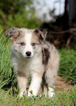 Border kólia,border collie,borderka bez PP - 5