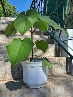 Cisarsky strom Paulownia a Aloe vera - 5