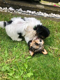 Predám Yorkshire Biwer Terrier - 5
