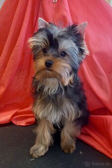 YORKSHIRE TERRIER s PP - 5