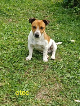 Jack russel terier šteniatka - 5