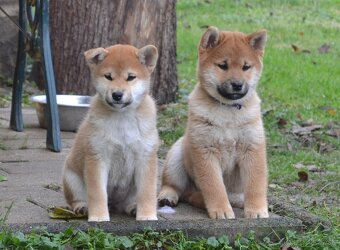 Shiba inu  s PP  /FCI / - 5
