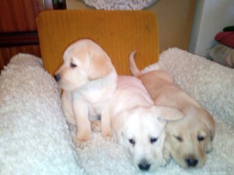 Labrador retriever - 5